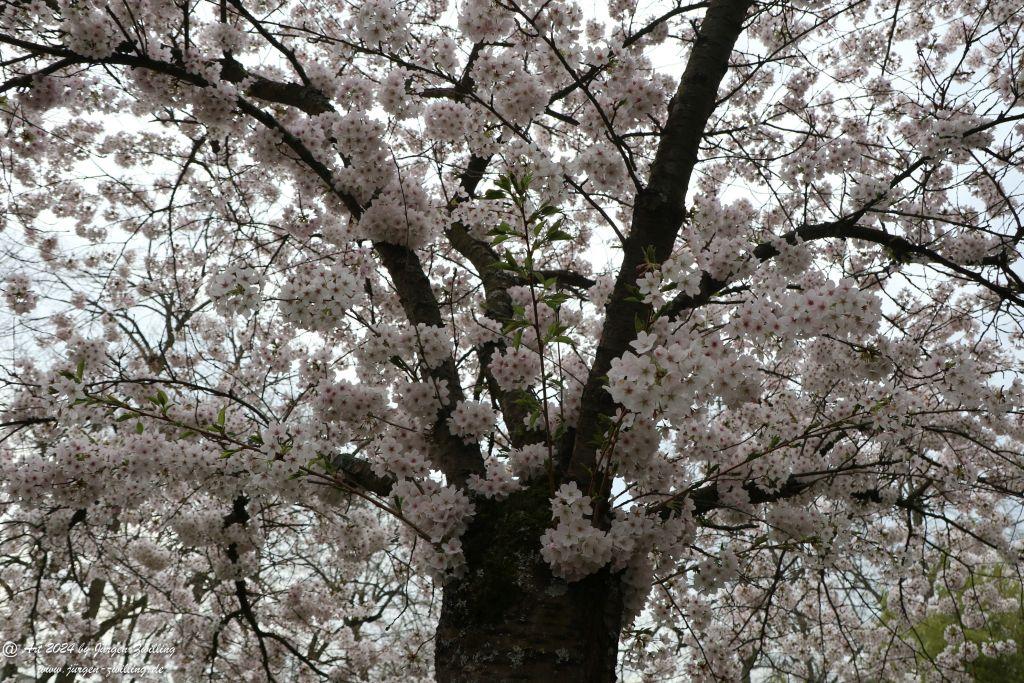 Fuji-Kirsche (Prunus incisa) -Roseninsel - Bad Kreuznach