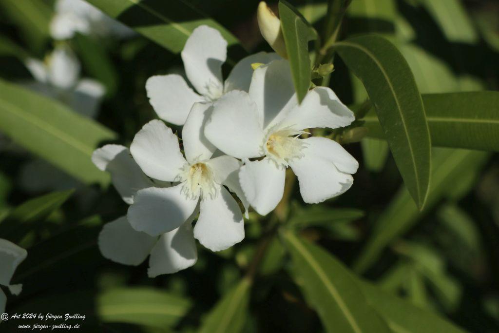  Nerium oleander, weiss - Rüdesheim an der Nahe - Rheinhessen