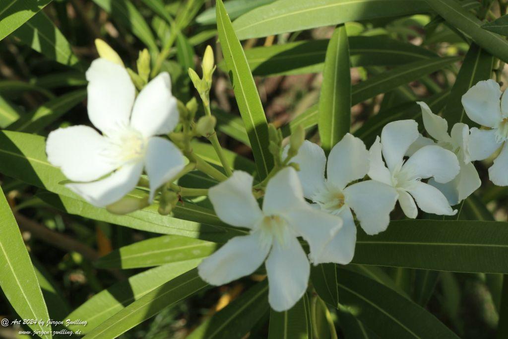  Nerium oleander, weiss - Rüdesheim an der Nahe - Rheinhessen