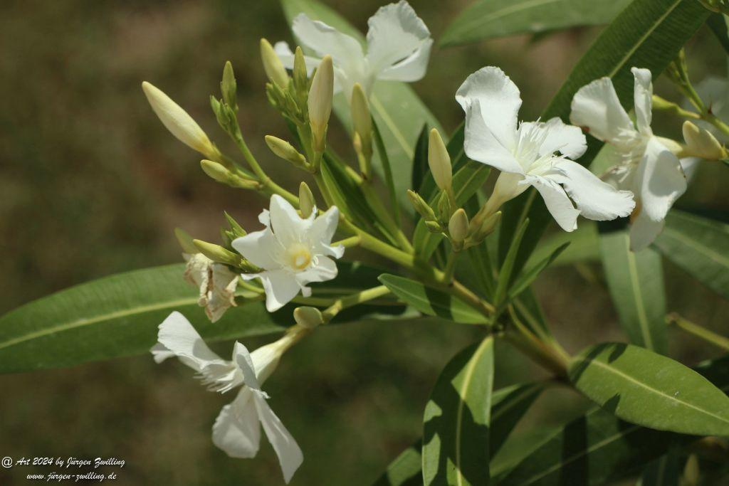  Nerium oleander, weiss - Rüdesheim an der Nahe - Rheinhessen