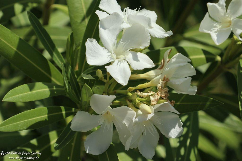  Nerium oleander, weiss - Rüdesheim an der Nahe - Rheinhessen