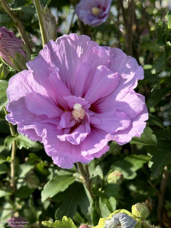 Hibiskus - Rüdesheim an der Nahe - Rheinhessen