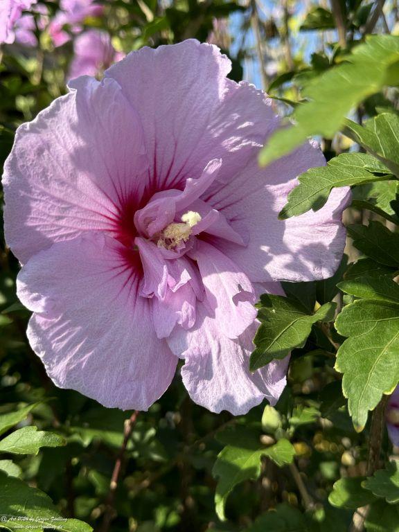 Hibiskus - Rüdesheim an der Nahe - Rheinhessen