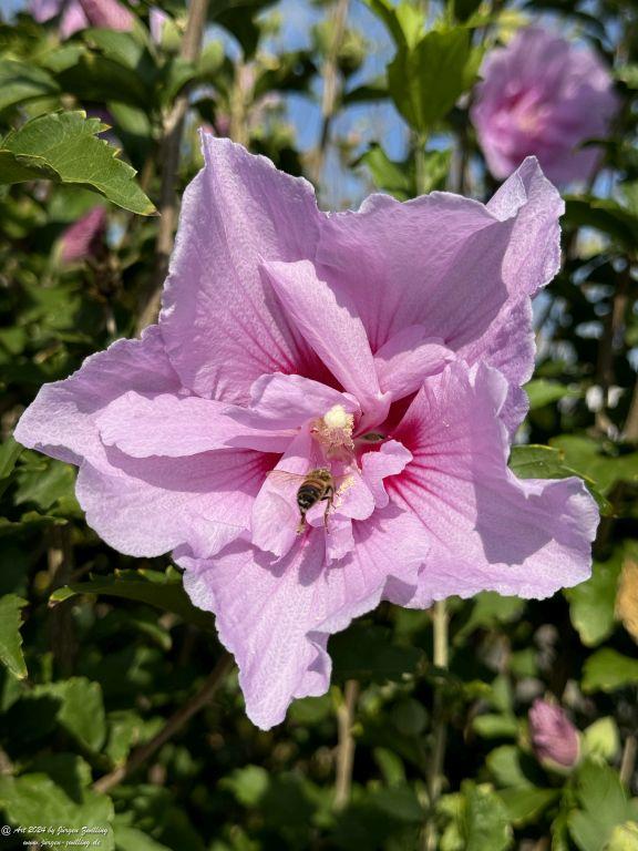 Hibiskus - Rüdesheim an der Nahe - Rheinhessen