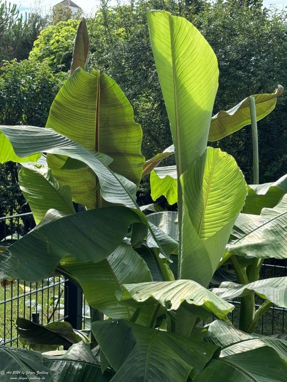 Bananen - Winterhart - Rüdesheim an der Nahe - Rheinhessen