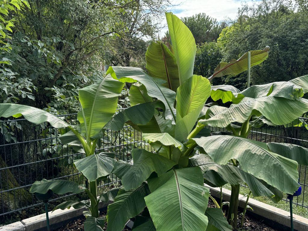 Bananen - Winterhart - Rüdesheim an der Nahe - Rheinhessen