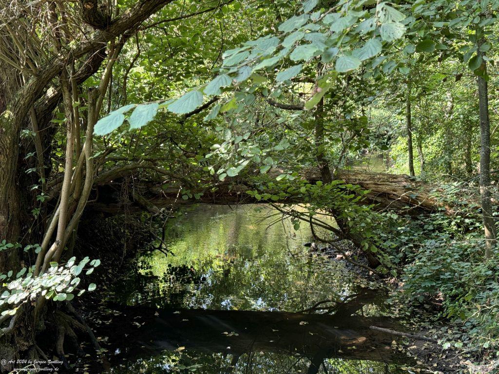 Urwald Ellerbach - Rüdesheim an der Nahe - Rheinhessen