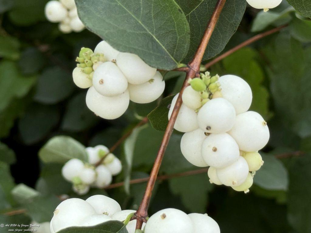 Gewöhnliche Schneebeere (Symphoricarpos albus) - Bad Kreuznach - Rheinhessen