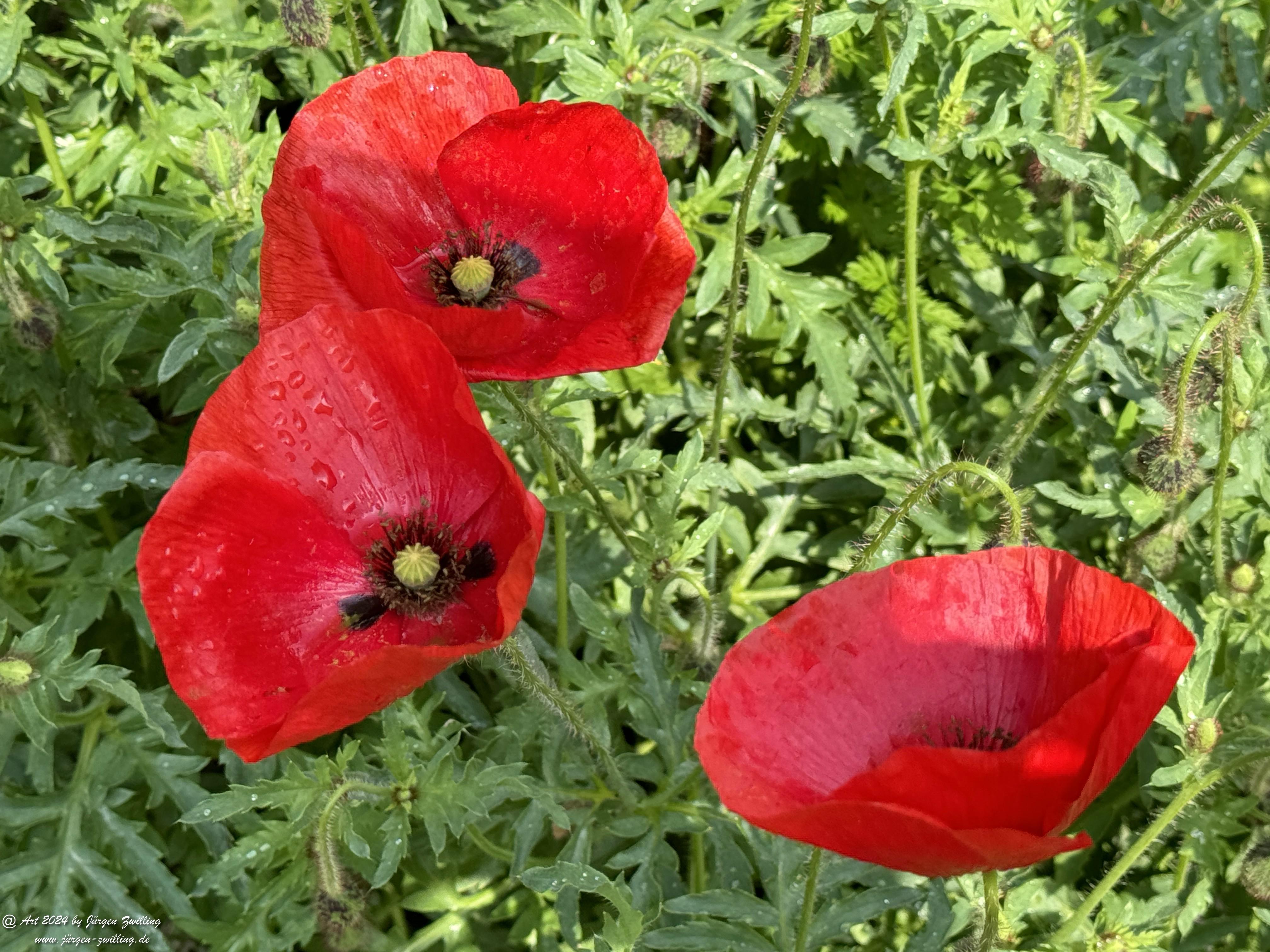 Klatschmohn 4