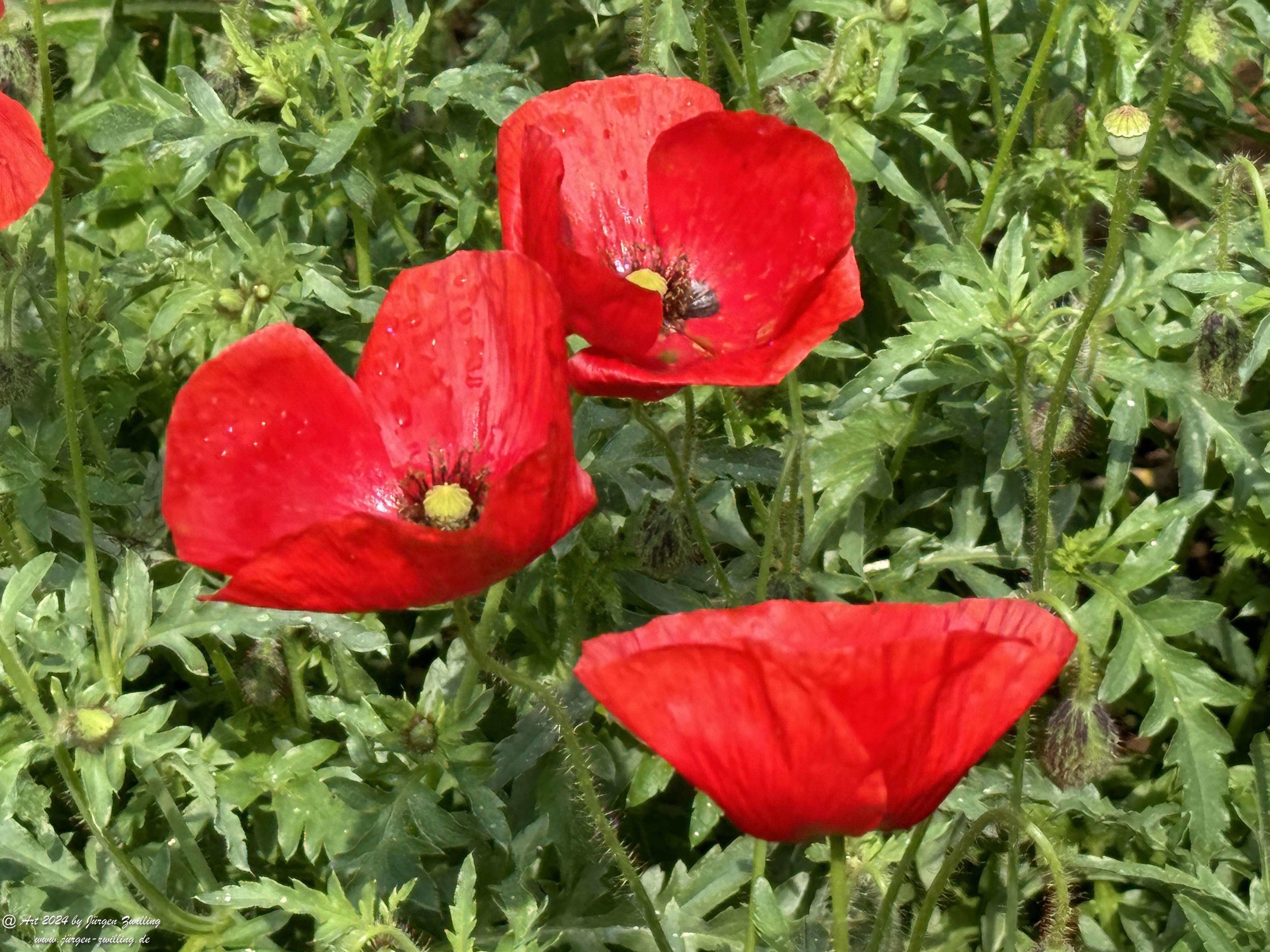 Klatschmohn 7 