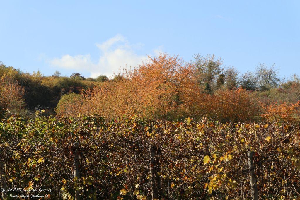  Herbst in Siefersheim - Rheinhessen