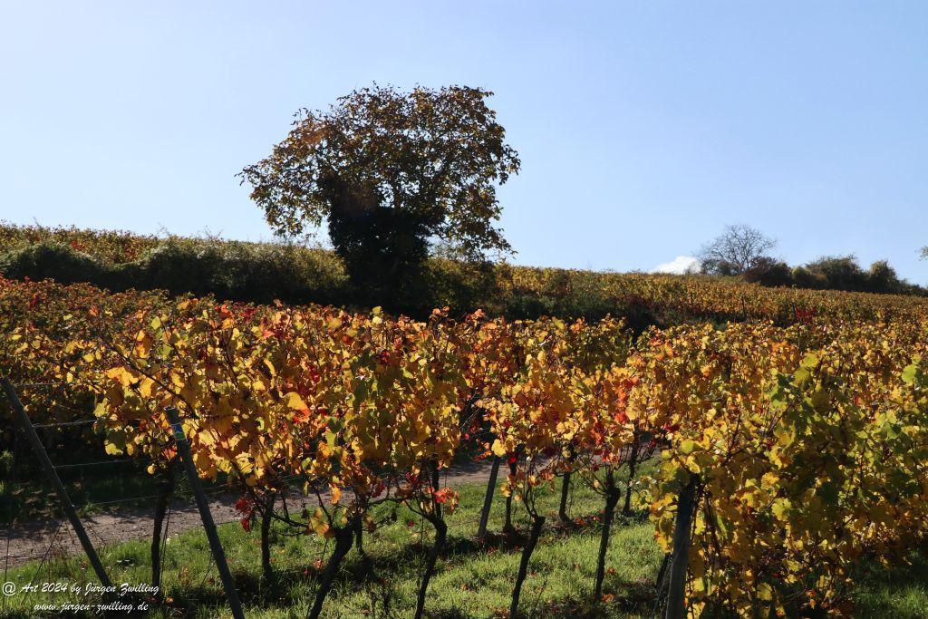  Herbst in Siefersheim - Rheinhessen