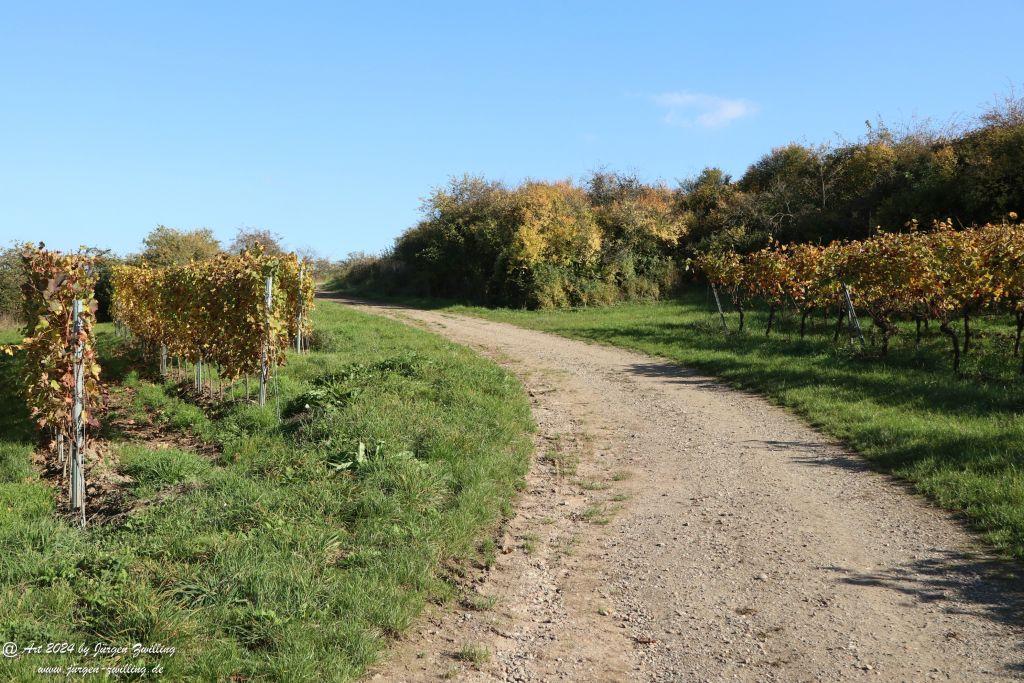  Herbst in Siefersheim - Rheinhessen