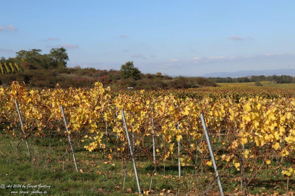  Herbst in Siefersheim - Rheinhessen