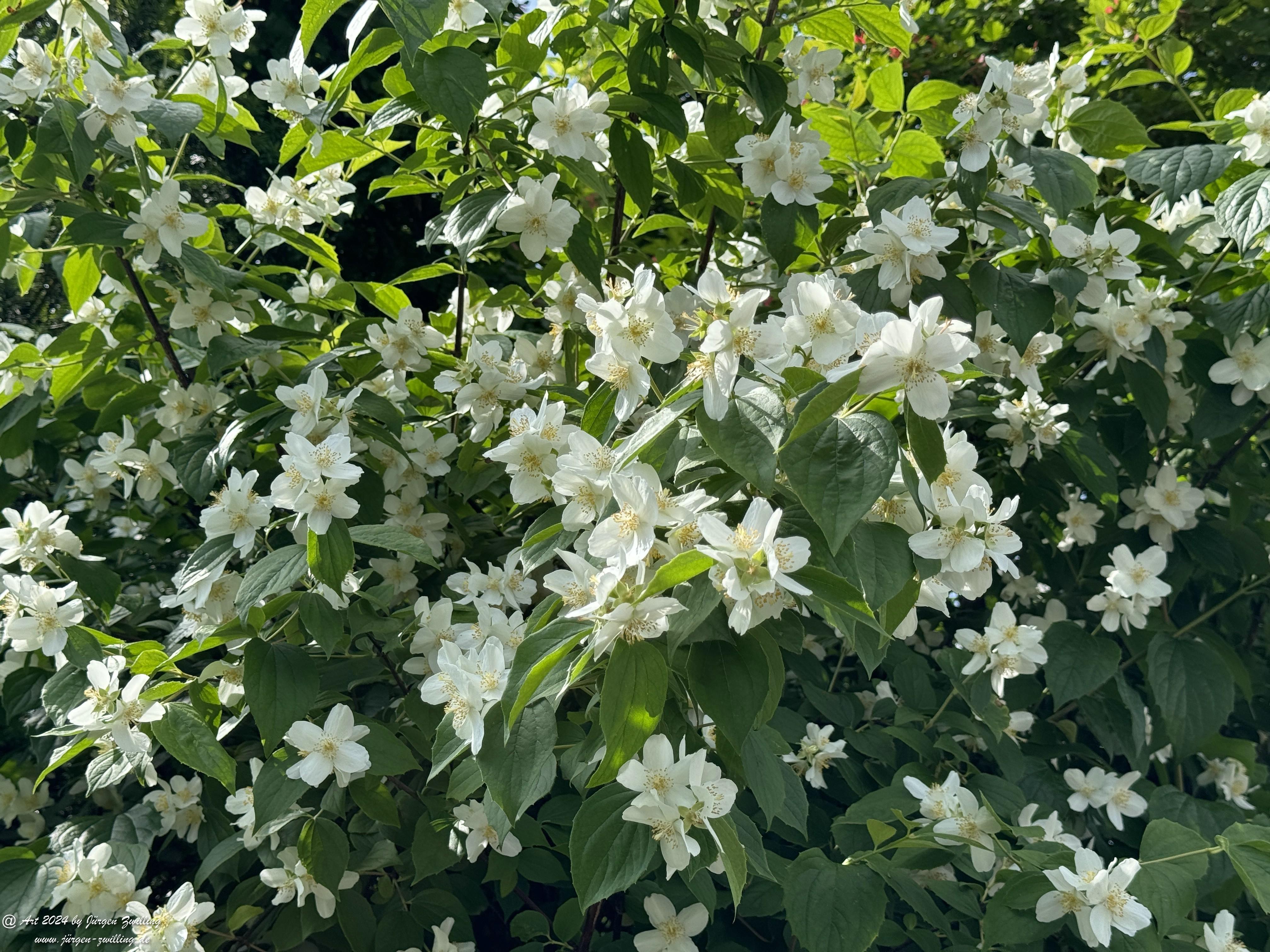 Duftender Bauernjasmin 1