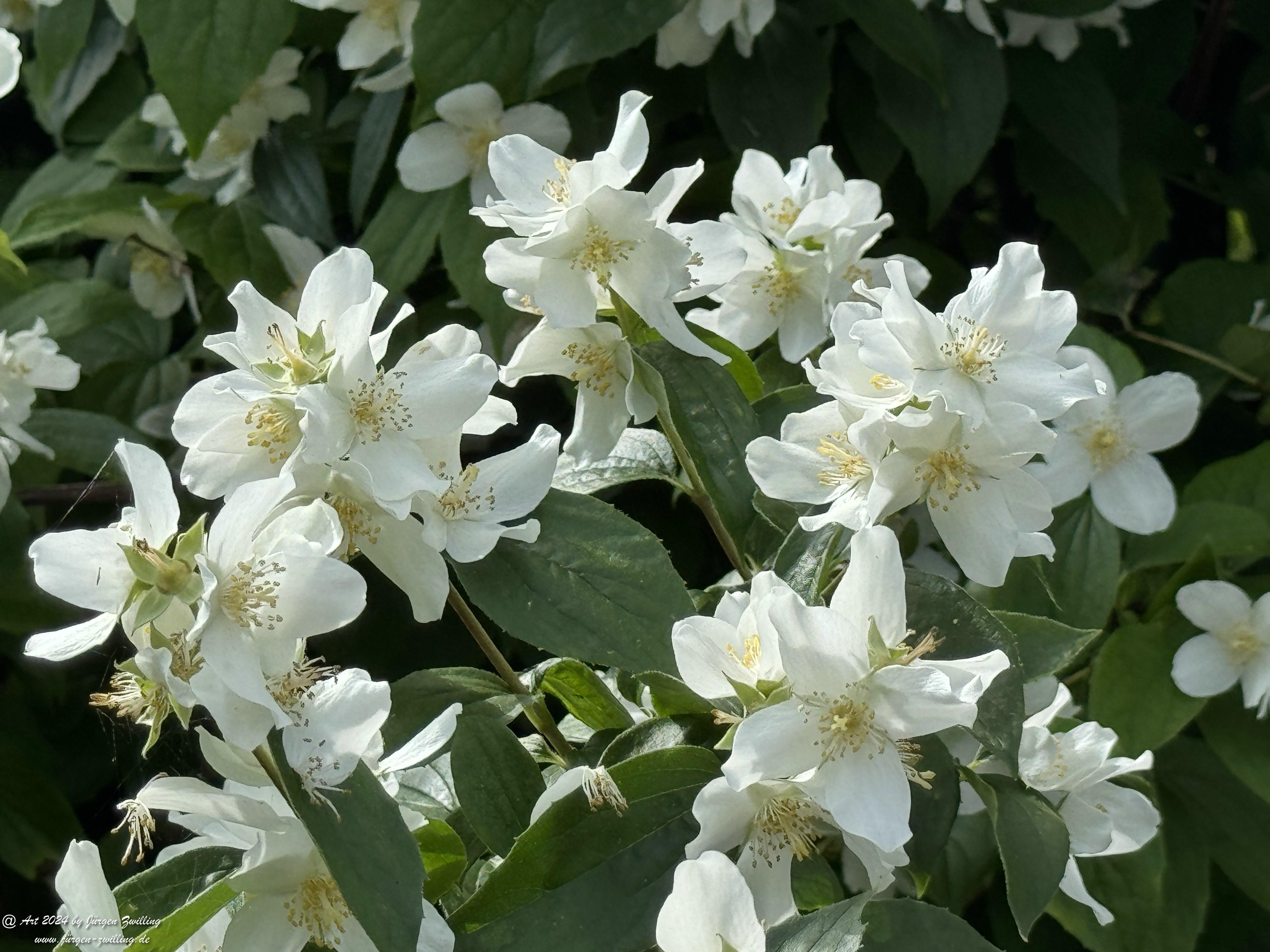 Duftender Bauernjasmin 3