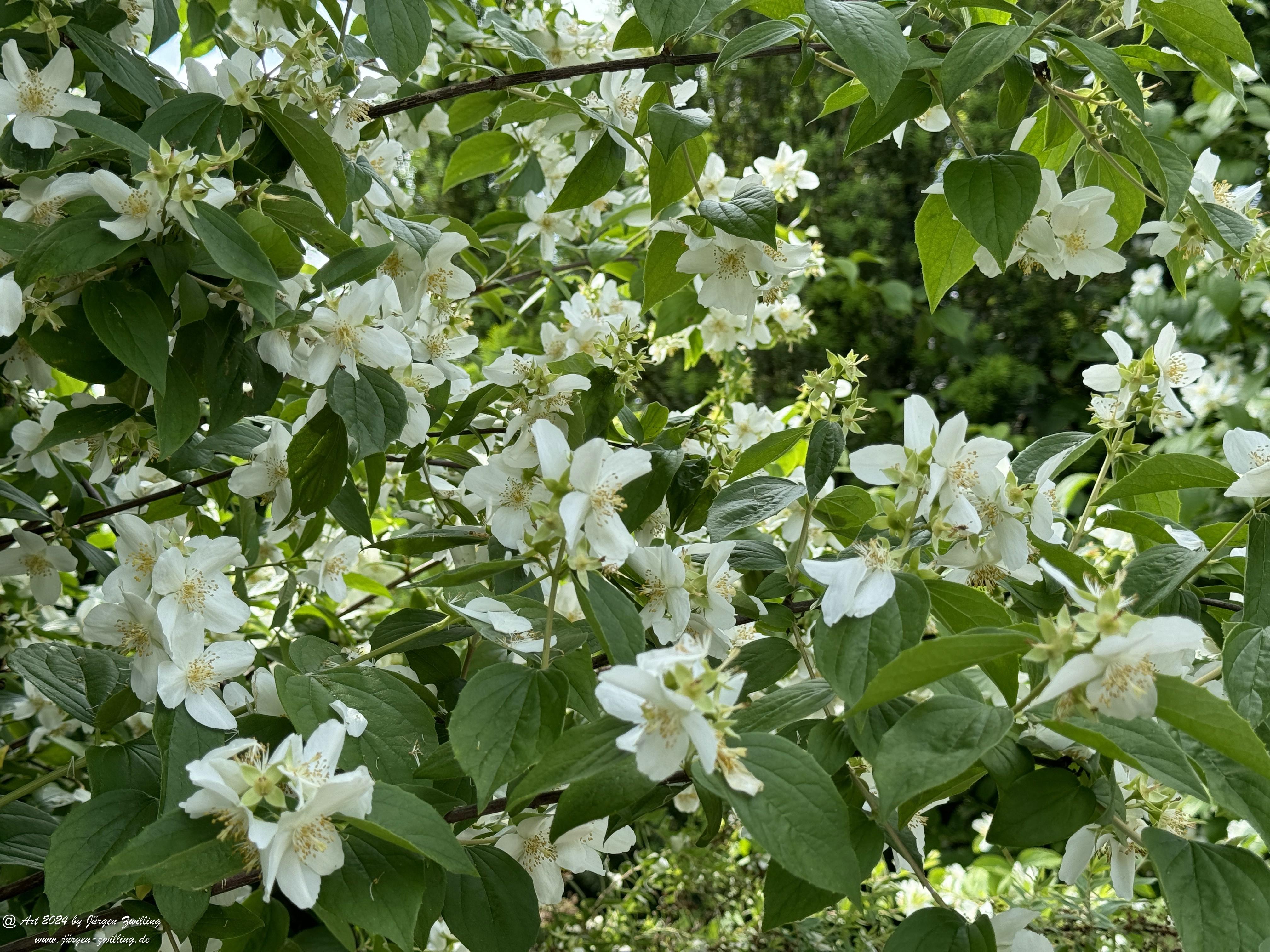 Duftender Bauernjasmin 4 