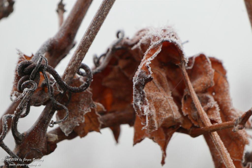  Eisige Winter Nebel  - Rüdesheim an der Nahe - Rheinhessen