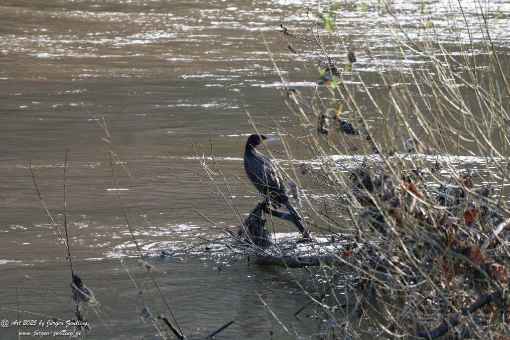 Nahe - zurückgehendes Hochwasser - Bad Münster am Stein - Rheinland Pfalz